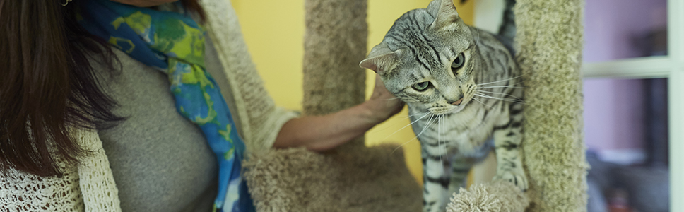 Découvrez notre gamme</br>IDENTIFICATION ELECTRONIQUE CHATS